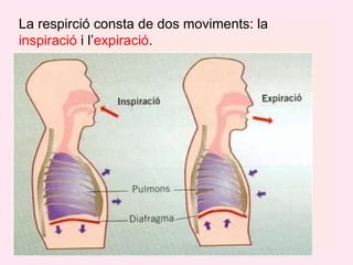 La respirció consta de dos moviments: la  inspiració  i l’ expiració . 