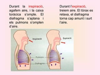 Durant la  inspiració , agafem aire, i la caixa toràcica s’omple. El diafragma s’aplana i els pulmons s’omplen d’aire. Durant l’ expiració , treiem aire. El tòrax es relaxa, el diafragma torna cap amunt i surt l’aire. 