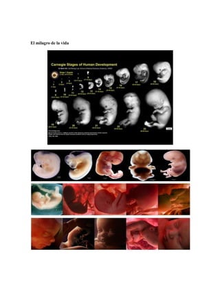 El milagro de la vida
 