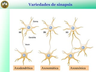 Sistema Nervioso_Neurona: tema_4_sinapsis.ppt