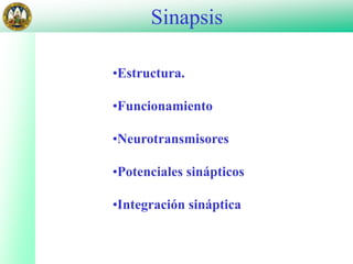 Sinapsis
•Estructura.
•Funcionamiento
•Neurotransmisores
•Potenciales sinápticos
•Integración sináptica
 