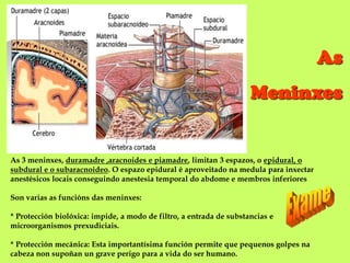 AsMeninxesAs 3 meninxes, duramadre ,aracnoides e piamadre, limitan 3 espazos, o epidural, o subdural e o subaracnoideo. O espazo epidural é aproveitado na medula para inxectar anestésicos locais conseguindo anestesia temporal do abdome e membros inferioresSon varias as funcións das meninxes:* Protección biolóxica: impide, a modo de filtro, a entrada de substancias e microorganismos prexudiciais.* Protección mecánica: Esta importantísima función permite que pequenos golpes na cabeza non supoñan un grave perigo para a vida do ser humano.Exame