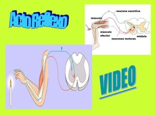 Acto ReflexoVIDEO