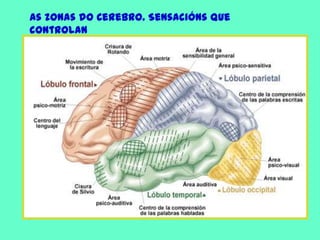 As zonas do Cerebro. Sensacións que controlan