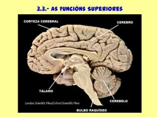 3.3.- As Funcións Superiores