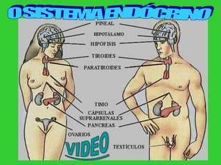 O SISTEMA ENDÓCRINOVIDEO
