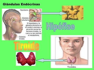 Glándulas EndócrinasHipófiseTiroide