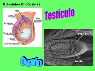 Glándulas EndócrinasTestículoOvario