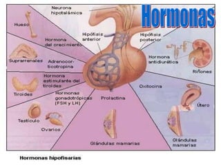 Hormonas