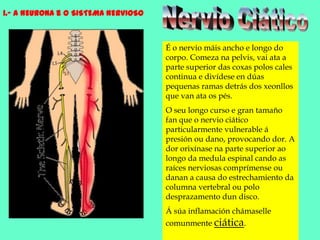 1.- A NEURONA e o SISTEMA NERVIOSONervio CiáticoÉ o nervio máis ancho e longo do corpo. Comeza na pelvis, vai ata a parte superior das coxas polos cales continua e divídese en dúas pequenas ramas detrás dos xeonllos que van ata os pés. O seu longo curso e gran tamaño fan que o nervio ciático particularmente vulnerable á presión ou dano, provocando dor. A dor orixínase na parte superior ao longo da medula espinal cando as raíces nerviosas comprímense ou danan a causa do estrechamiento da columna vertebral ou polo desprazamento dun disco. Á súa inflamación chámaselle comunmente ciática.