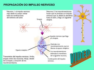PROPAGACIÓN DO IMPULSO NERVIOSOVIDEO