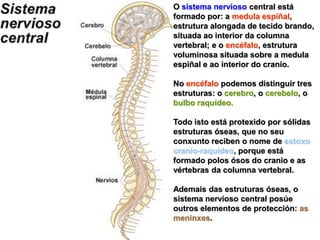 O sistema nervioso central está formado por: a medula espiñal, estrutura alongada de tecido brando, situada ao interior da columna vertebral; e o encéfalo, estrutura voluminosa situada sobre a medula espiñal e ao interior do cranio.No encéfalo podemos distinguir tres estruturas: o cerebro, o cerebelo, o bulbo raquídeo.Todo isto está protexido por sólidas estruturas óseas, que no seu conxunto reciben o nome de estoxo cranio-raquídeo, porque está formado polos ósos do cranio e as vértebras da columna vertebral.Ademais das estruturas óseas, o sistema nervioso central posúe outros elementos de protección: as meninxes.