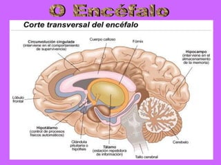 O Encéfalo