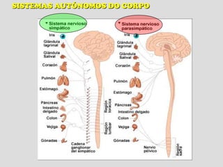 SISTEMAS AUTÓNOMOS DO CORPO