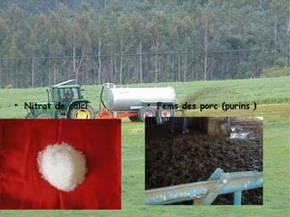 <ul><li>Nitrat de calci   </li></ul><ul><li>Fems des porc (purins   )   </li></ul>