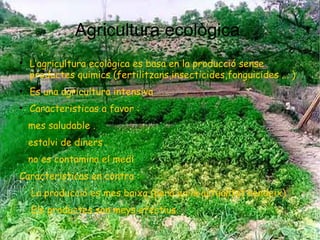 Agricultura ecològica  <ul><li>L’agricultura ecològica es basa en la producció sense productes quimics (fertilitzans,insec...