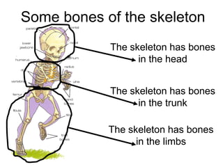 Some bones of the skeleton
The skeleton has bones
in the head
The skeleton has bones
in the trunk
The skeleton has bones
in the limbs

 