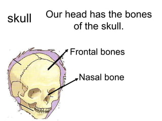 skull

Our head has the bones
of the skull.
Frontal bones
Nasal bone

 