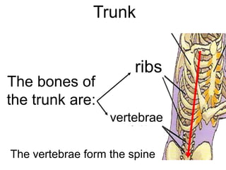 Trunk

The bones of
the trunk are:

ribs
vertebrae

The vertebrae form the spine

 