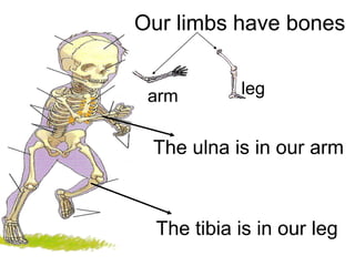 Our limbs have bones

arm

leg

The ulna is in our arm

The tibia is in our leg

 