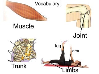 Vocabulary

Muscle
Joint
leg
arm

Trunk

Limbs

 