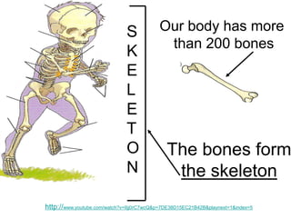 S
K
E
L
E
T
O
N

Our body has more
than 200 bones

The bones form
the skeleton

http://www.youtube.com/watch?v=IIjj0rC7wcQ&p=7DE38D15EC21B42B&playnext=1&index=5

 