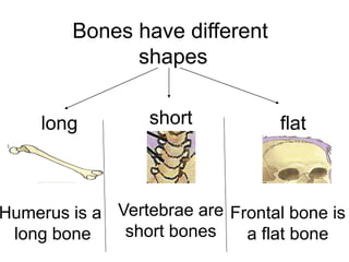 Bones have different
shapes
long

short

flat

Humerus is a Vertebrae are Frontal bone is
short bones
long bone
a flat bone

 
