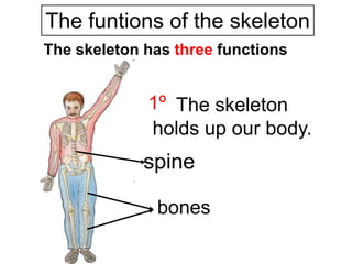The funtions of the skeleton
The skeleton has three functions

1º The skeleton
holds up our body.

spine
bones

 