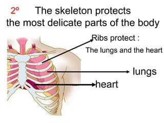 The skeleton protects
the most delicate parts of the body
2º

Ribs protect :
The lungs and the heart

lungs
heart

 
