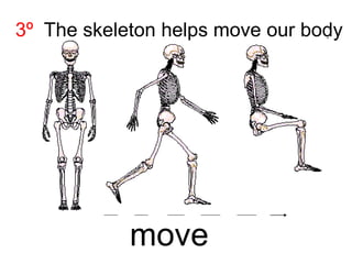 3º The skeleton helps move our body

move

 