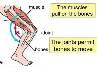 muscle

pull

The muscles
pull on the bones

Joint

The joints permit
bones bones to move

 