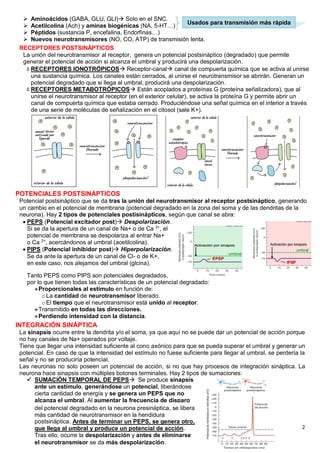 Tema 4 (Transmisión Sináptica, sinpasis) | PDF