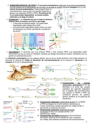 Tema 4 (Transmisión Sináptica, sinpasis) | PDF