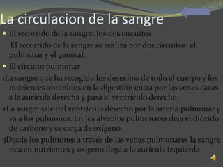 La circulacion de la sangre
 El recorrido de la sangre: los dos circuitos
  El recorrido de la sangre se realiza por dos circuitos: el
  pulmonar y el general.
 El circuito pulmonar
1La sangre que ha recogido los desechos de todo el cuerpo y los
  nutrientes obtenidos en la digestión entra por las venas cavas
  a la aurícula derecha y pasa al ventrículo derecho.
2La sangre sale del ventrículo derecho por la arteria pulmonar y
  va a los pulmones. En los alveolos pulmonares deja el dióxido
  de carbono y se carga de oxigeno.
3Desde los pulmones a través de las venas pulmonares la sangre
  rica en nutrientes y oxigeno llega a la aurícula izquierda.
 