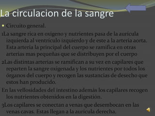 La circulacion de la sangre
 Circuito general.
1La sangre rica en oxigeno y nutrientes pasa de la aurícula
  izquierda al ventrículo izquierdo y de este a la arteria aorta.
  Esta arteria la principal del cuerpo se ramifica en otras
  arterias mas pequeñas que se distribuyen por el cuerpo
2Las distintas arterias se ramifican a su vez en capilares que
  reparten la sangre oxigenada y los nutrientes por todos los
  órganos del cuerpo y recogen las sustancias de desecho que
  estos han producido.
En las vellosidades del intestino además los capilares recogen
  los nutrientes obtenidos en la digestión.
3Los capilares se conectan a venas que desembocan en las
  venas cavas. Estas llegan a la aurícula derecha.
 