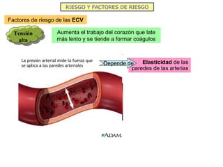 Factores de riesgo de las  ECV RIESGO Y FACTORES DE RIESGO Tensión alta Elasticidad  de las paredes de las arterias Aumenta el trabajo del corazón que late más lento y se tiende a formar coágulos Depende de 