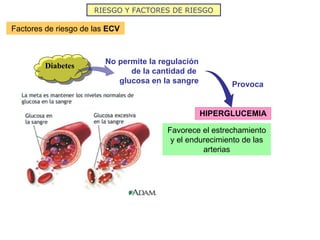 HIPERGLUCEMIA Factores de riesgo de las  ECV RIESGO Y FACTORES DE RIESGO Diabetes No permite la regulación de la cantidad de  glucosa en la sangre Favorece el estrechamiento y el endurecimiento de las arterias Provoca 