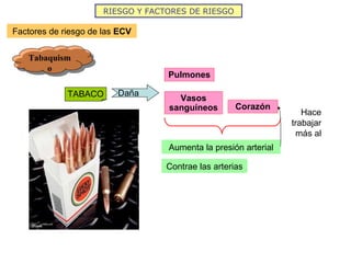 Factores de riesgo de las  ECV RIESGO Y FACTORES DE RIESGO Tabaquismo TABACO Pulmones Vasos sanguíneos Corazón Aumenta la presión arterial Hace trabajar más al Contrae las arterias Daña 