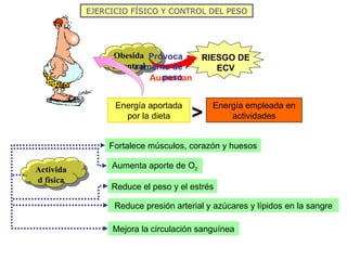 EJERCICIO FÍSICO Y CONTROL DEL PESO Obesidad central Energía aportada por la dieta > Energía empleada en actividades Provoca aumento de peso Actividad física Fortalece músculos, corazón y huesos Aumenta aporte de O 2 Reduce el peso y el estrés Reduce presión arterial y azúcares y lípidos en la sangre Mejora la circulación sanguínea RIESGO DE ECV Aumentan 