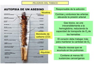 PELIGROS DEL TABACO Nicotina Responsable de la adicción Contrae y endurece las arterias elevando la presión arterial Monóxido de carbono (CO) Gas tóxico, se une irreversiblemente a la hemoglobina, reduciendo la capacidad de transporte de O 2  de los hematíes El corazón debe trabajar más para mantener la cantidad de O 2 Alquitrán Mezcla viscosa que se acumula en los pulmones Contiene al menos 60 sustancias cancerígenas 