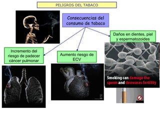 PELIGROS DEL TABACO Incremento del riesgo de padecer cáncer pulmonar Aumento riesgo de ECV Daños en dientes, piel y espermatozoides Consecuencias del consumo de tabaco 