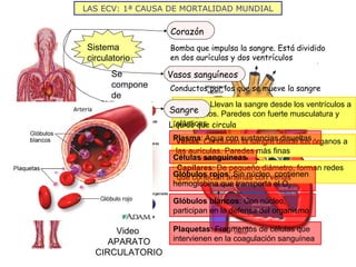 LAS ECV: 1ª CAUSA DE MORTALIDAD MUNDIAL Bomba que impulsa la sangre. Está dividido en dos aurículas y dos ventrículos  Conductos por los que se mueve la sangre Se compone de Arterias : Llevan la sangre desde los ventrículos a los órganos. Paredes con fuerte musculatura y elásticas  Venas : Conducen la sangre desde los órganos a las aurículas. Paredes más finas  Capilares : De pequeño diámetro, forman redes que conectan arterias con venas  Líquido que circula Plasma : Agua con sustancias disueltas  Células sanguíneas   Glóbulos rojos : Sin núcleo, contienen hemoglobina que transporta el O 2 Glóbulos blancos : Con núcleo, participan en la defensa del organismo Plaquetas : Fragmentos de células que intervienen en la coagulación sanguínea Video  APARATO CIRCULATORIO Sistema circulatorio Corazón Vasos sanguíneos Sangre 