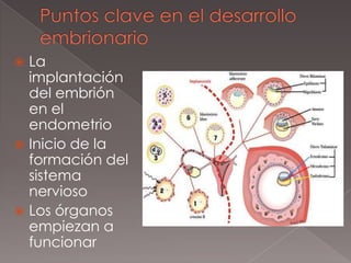 Puntos clave en el desarrollo embrionarioLa implantación del embrión en el endometrioInicio de la formación del sistema nerviosoLos órganos empiezan a funcionar