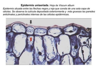 Epidermis uniseriada. Hoja de Viscum album
Epidermis situada entre las flechas negra y roja que consta de una sola capa de
células. Se observa la cutícula depositada exteriormente y más gruesas las paredes
anticlinales y periclinales internas de las células epidérmicas.
 