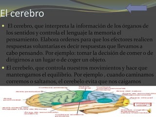 El cerebro
 El cerebro, que interpreta la información de los órganos de
  los sentidos y controla el lenguaje la memoria el
  pensamiento. Elabora ordenes para que los efectores realicen
  respuestas voluntarias es decir respuestas que llevamos a
  cabo pensando. Por ejemplo: tomar la decisión de comer o de
  dirigirnos a un lugar o de coger un objeto.
 El cerebelo, que controla nuestros movimientos y hace que
  mantengamos el equilibrio. Por ejemplo , cuando caminamos
  corremos o saltamos, el cerebelo evita que nos caigamos
 