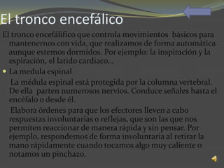 El tronco encefálico
El tronco encefálifico que controla movimientos básicos para
  mantenernos con vida, que realizamos de forma automática
  aunque estemos dormidos. Por ejemplo: la inspiración y la
  espiración, el latido cardiaco…
 La medula espinal
   La médula espinal está protegida por la columna vertebral.
  De ella parten numerosos nervios. Conduce señales hasta el
  encéfalo o desde él.
   Elabora órdenes para que los efectores lleven a cabo
  respuestas involuntarias o reflejas, que son las que nos
  permiten reaccionar de manera rápida y sin pensar. Por
  ejemplo, respondemos de forma involuntaria al retirar la
  mano rápidamente cuando tocamos algo muy caliente o
  notamos un pinchazo.
 