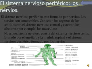 El sistema nervioso periférico: los
nervios.
El sistema nervioso periférico esta formado por nervios. Los
  nervios son como cables. Conectan los órganos de los
  sentidos con el sistema nervioso central y este con los
  efectores (por ejemplo, los músculos)
   Nuestro sistema nervioso consta del sistema nervioso central
  formado por el encéfalo y la medula espinal y el sistema
  nervioso periférico formado por los nervios
 