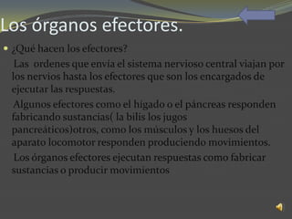 Los órganos efectores.
 ¿Qué hacen los efectores?
  Las ordenes que envía el sistema nervioso central viajan por
 los nervios hasta los efectores que son los encargados de
 ejecutar las respuestas.
  Algunos efectores como el hígado o el páncreas responden
 fabricando sustancias( la bilis los jugos
 pancreáticos)otros, como los músculos y los huesos del
 aparato locomotor responden produciendo movimientos.
  Los órganos efectores ejecutan respuestas como fabricar
 sustancias o producir movimientos
 