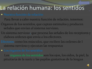 La relación humana: los sentidos
 Nuestra función de relación
  Para llevar a cabo nuestra función de relación, tenemos:
Órganos de los sentidos, que captan estímulos y producen
  señales que envían al sistema nervioso.
Un sistema nervioso, que procesa las señales de los receptores y
  elabora ordenes que envía a los efectores.
Efectores como los músculos, que reciben las ordenes de l
  sistema nervioso y ejecutan las respuestas
 Los órganos de los sentidos
  Los órganos de los sentidos son los ojos, los oídos, la piel, la
  pituitaria de la nariz y las papilas gustativas de la lengua
 