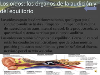Los oídos: los órganos de la audición y
del equilibrio
Los oídos captan las vibraciones sonoras, que llegan por el
 conducto auditivo hasta el tímpano. El tímpano y la cadena
 de huesecillos las transmiten al caracol. Este produce señales
 que envía al sistema nervioso por el nervio auditivo
Los oídos son también órganos del equilibrio. Cerca del caracol
 están los conductos semicirculares, que detectan nuestra
 posición y nuestros movimientos y envían señales al sistema
 nervioso por el nervio vesicular.
 